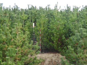 2014年植栽地の最高樹高ゾーン、調査地No.8。紅白は2mのポール。